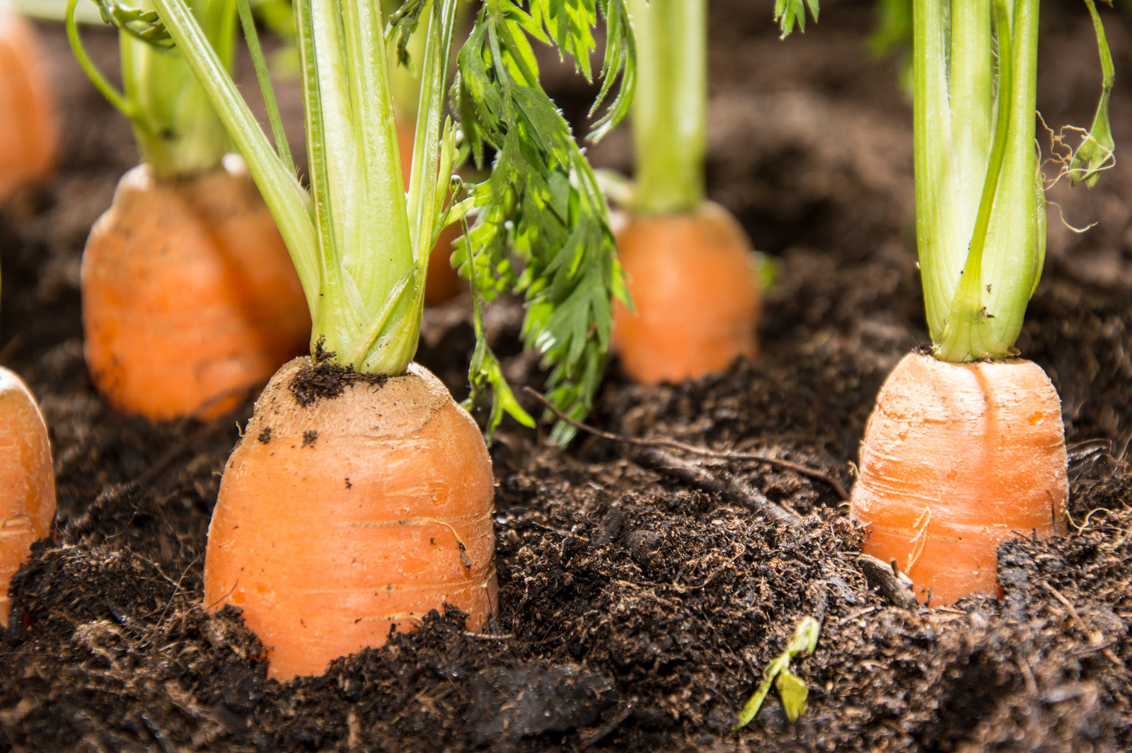 These carrots are surrounded by soil-based organisms, SBO's and probiotic bacteria